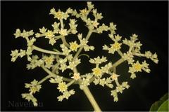 Mastixia arborea subsp. arborea